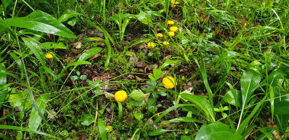 грибы в нашем лесу