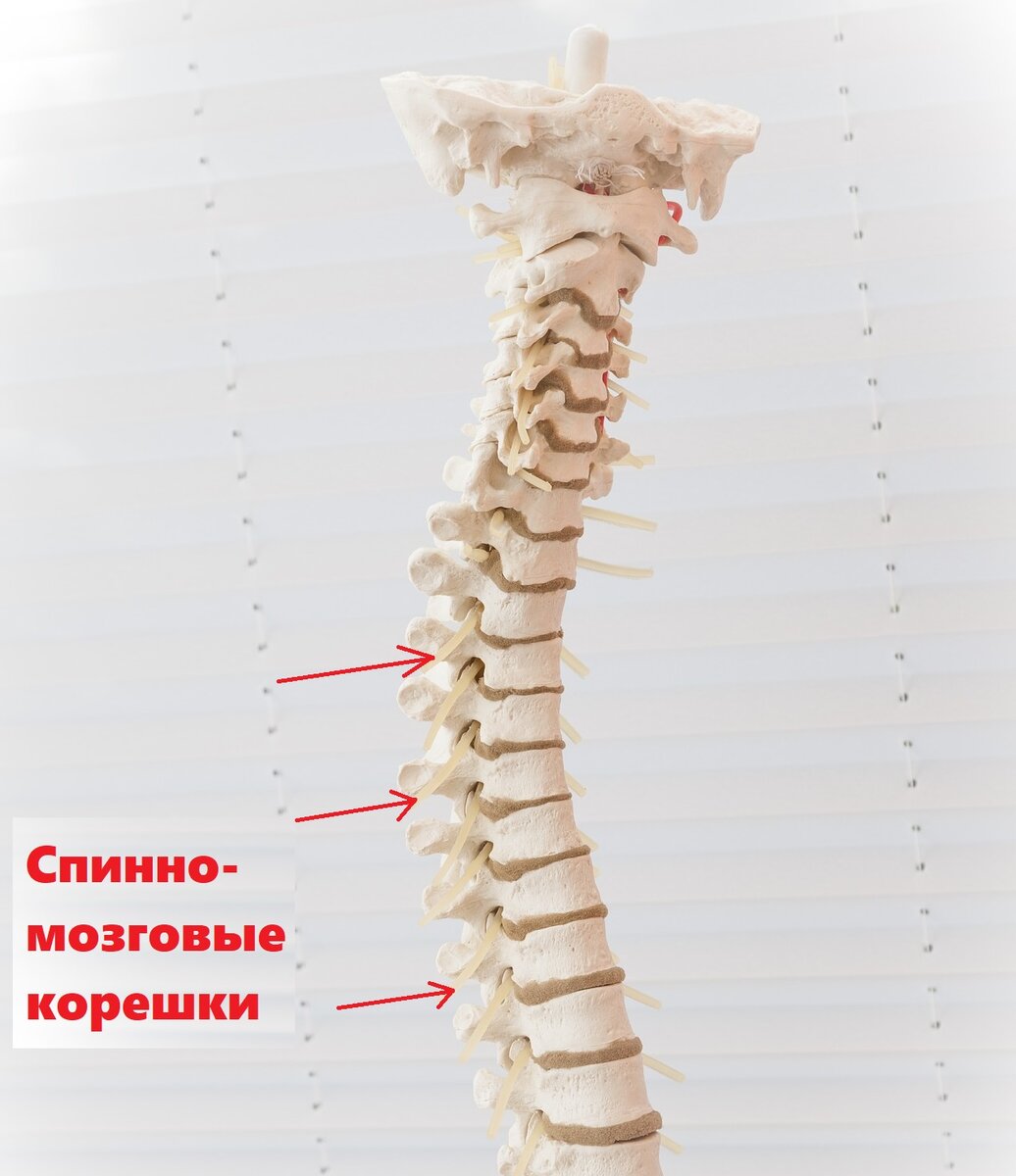 Посмотрите на нервные корешки которые идут от спинного мозга к внутренним органам и мышцам, и которые являются проводниками сигналов от нашего мозга.Если в результате нарушения осанки эти корешки сдавливаются, то возникает, так называемый, корешковый синдром , который может проявляться в виде болей в совершенно разных местах: в шее, конечностях, пояснице и даже в области внутренних органов, например, в области сердца или желудка.