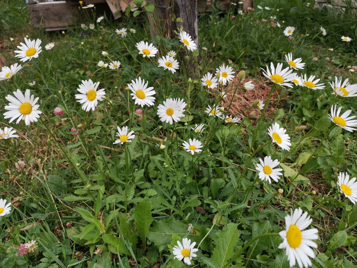 Утро в саду с ромашками