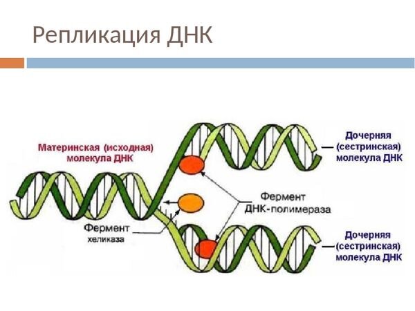 Репликация ДНК требует присутствия специального катализатора