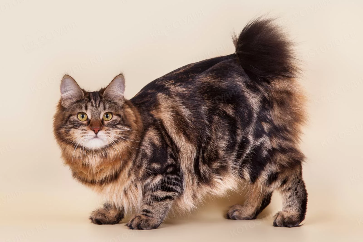 Яндекс Картинки