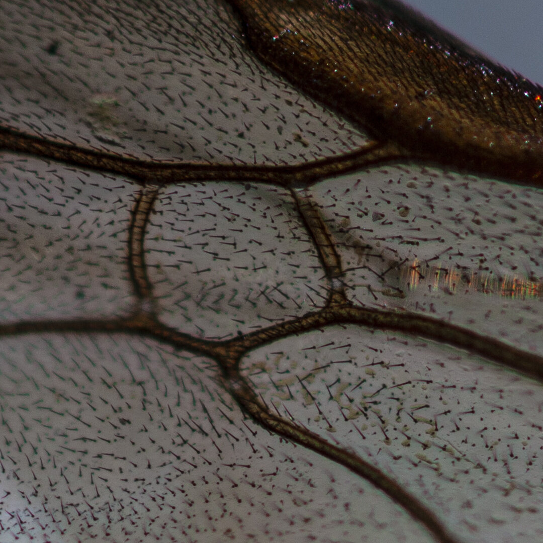 Крыло пчелы