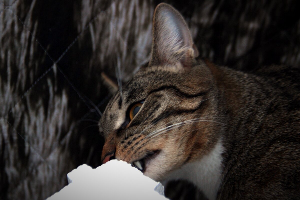 дикие корни