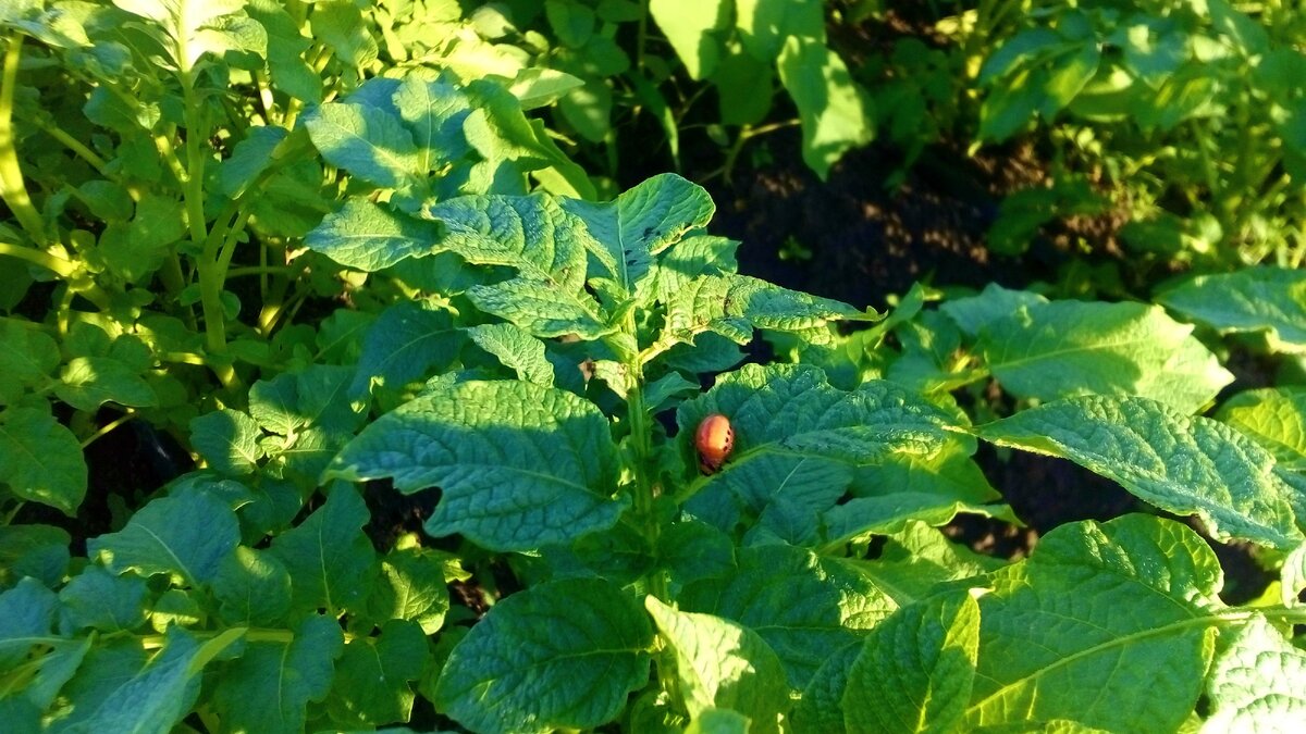 вот такие красивые экземпляры есть