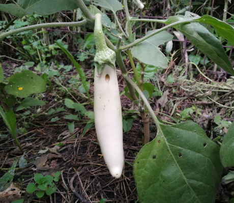 Баклажан Вкус грибов