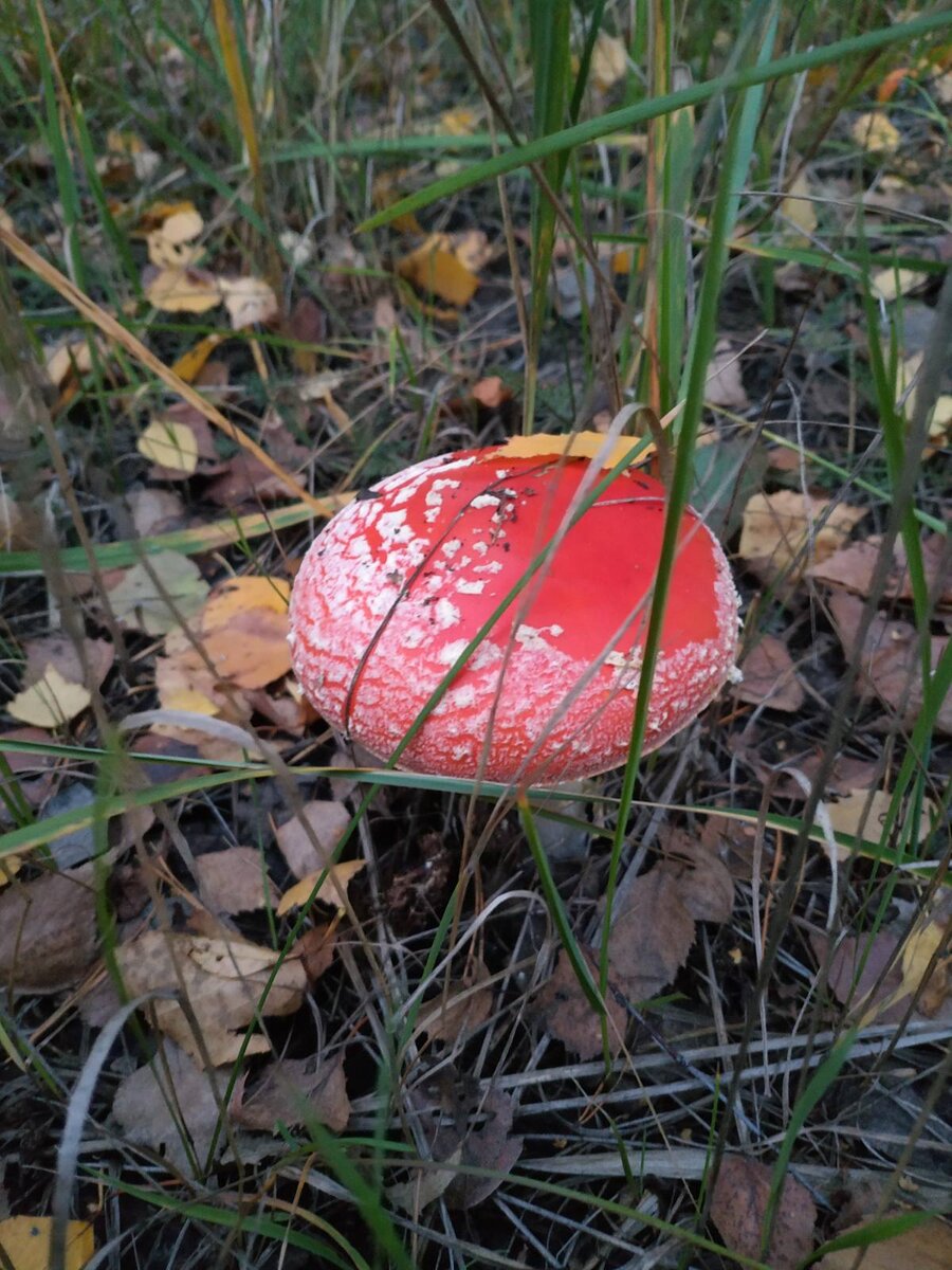 Мухомор красный