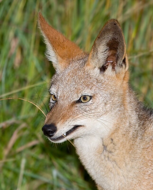 Шакал. Просто шакал.