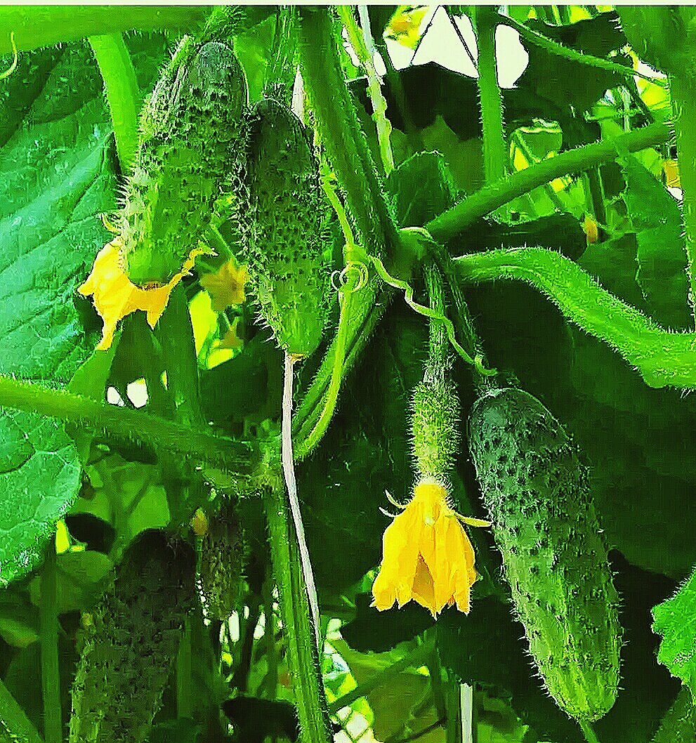 В августе ночи становятся холоднее и наши огурчики рискуют из-за этого подцепить всякие болячки. Поэтому надо заняться профилактикой.