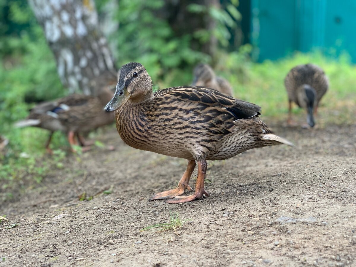 Источник: t.me/sites_whats