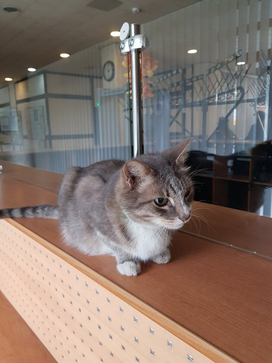 РГВАшных котиков вам в ленту!