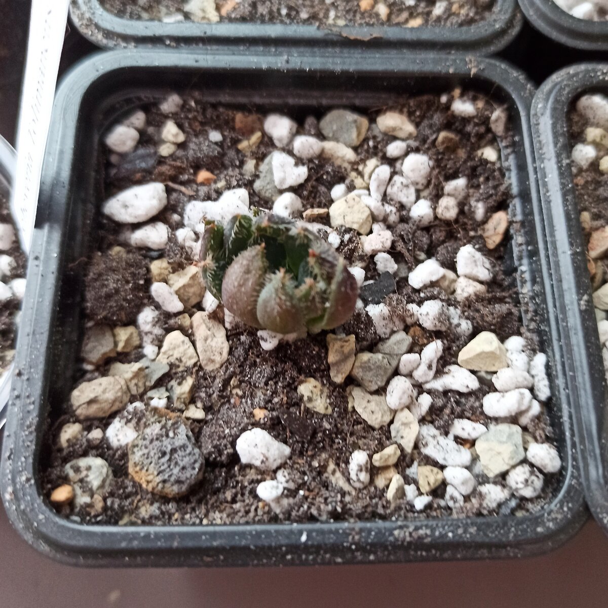Фото от 16.08.2020 - Echeveria Scorpio сразу после посадки в грунт