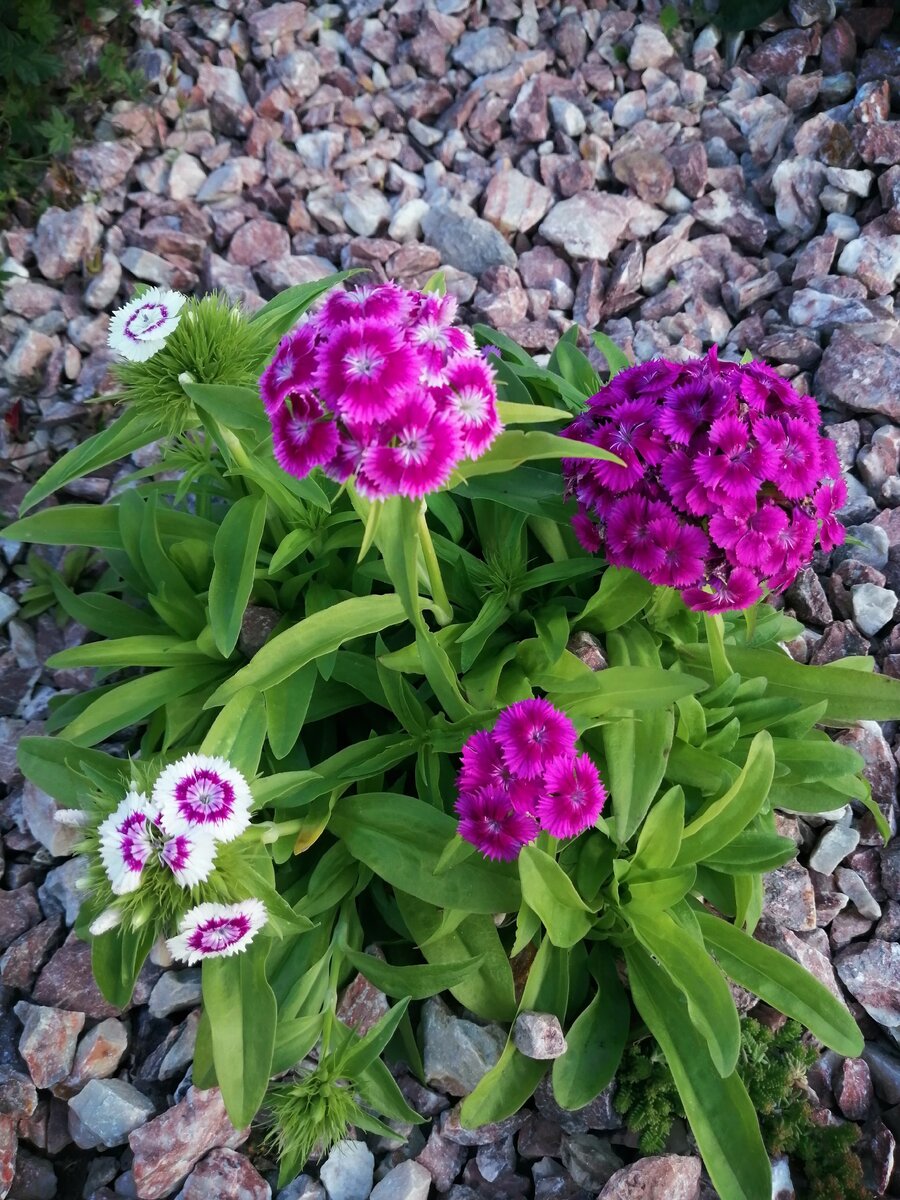 Цветы