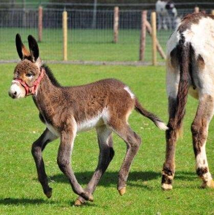 Североамериканские ослы составляют приблизительно 0,1% мировой популяции ослов . Ослы были завезены из Европы в Новый Свет в пятнадцатом веке во время Второго путешествия Христофора Колумба , а затем распространились в Мексику. Впервые они достигли территории нынешних Соединенных Штатов в конце семнадцатого века. Ослы в большом количестве прибыли на запад Соединенных Штатов во время золотой лихорадки девятнадцатого века в качестве вьючных животных и для использования в шахтах и рудных мельницах . Примерно с 1785 года несколько крупных ослов были завезены из Европы в восточную часть континента. 
Не существует чистопородных североамериканских ослов. Породные общества в Канаде и Соединенных Штатах регистрируют ослов в зависимости от их размера, как миниатюрных, стандартных или мамонтовых ослов.