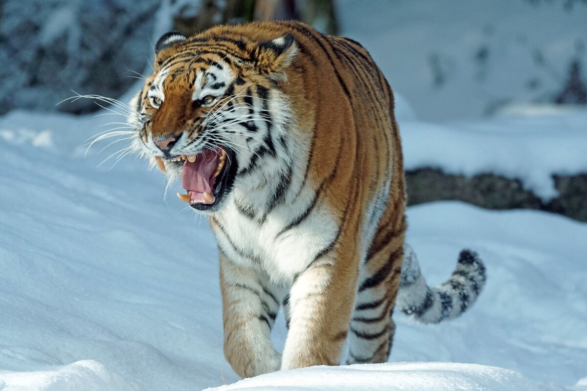 Фото Marcel Langthim с сайта Pixabay