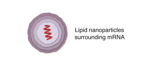 Рисунок 2. Готовая вакцина - мРНК коронавируса, заключенная в масляный пузырек