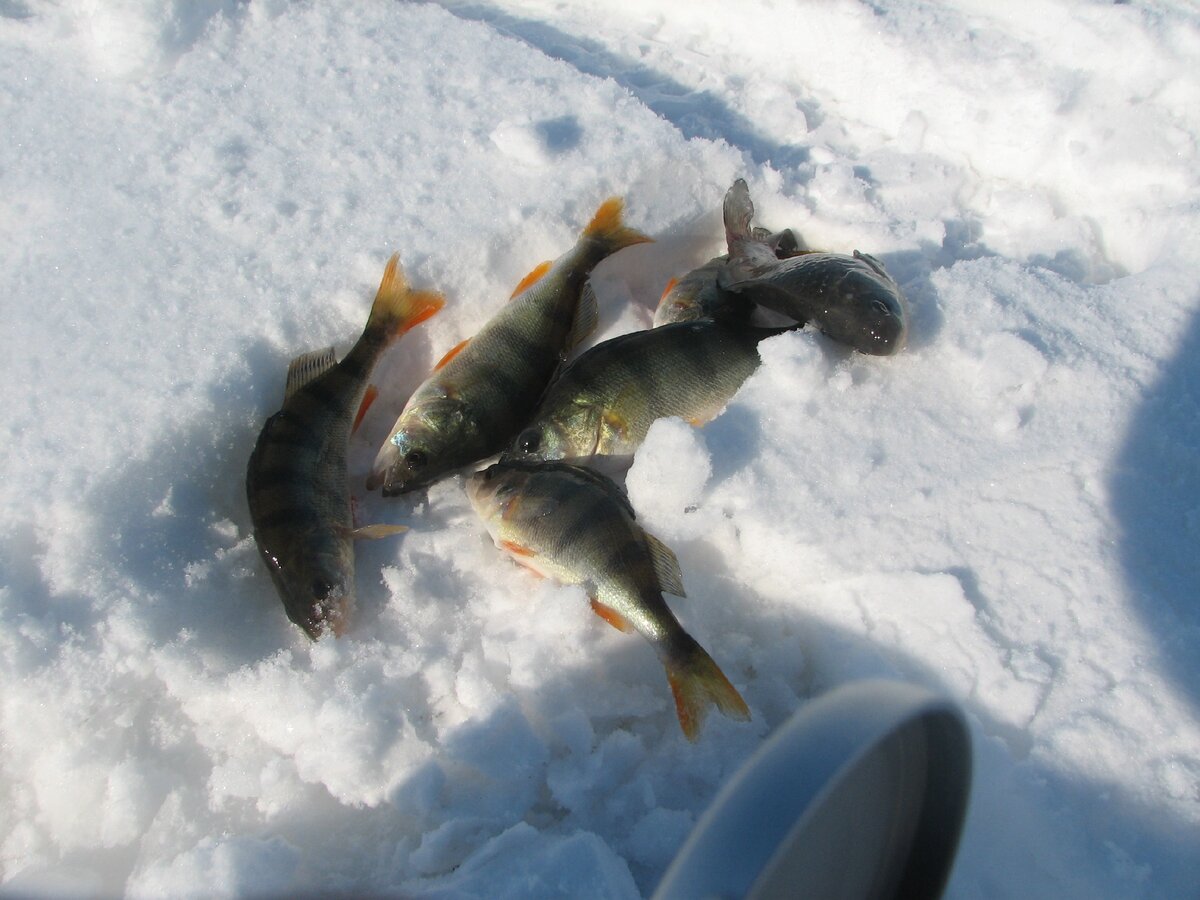 рыбалка в дельте волги. пруд. рыбалка. канатная переправа через реку. рыбалка в окрестностях нижнего.