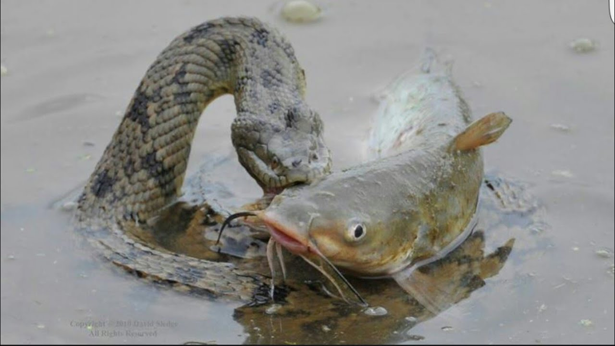 Щука проглотила. Гадюка заглатывает рыбу. Змеи на рыбалке. Змея и щука. Водяной уж.