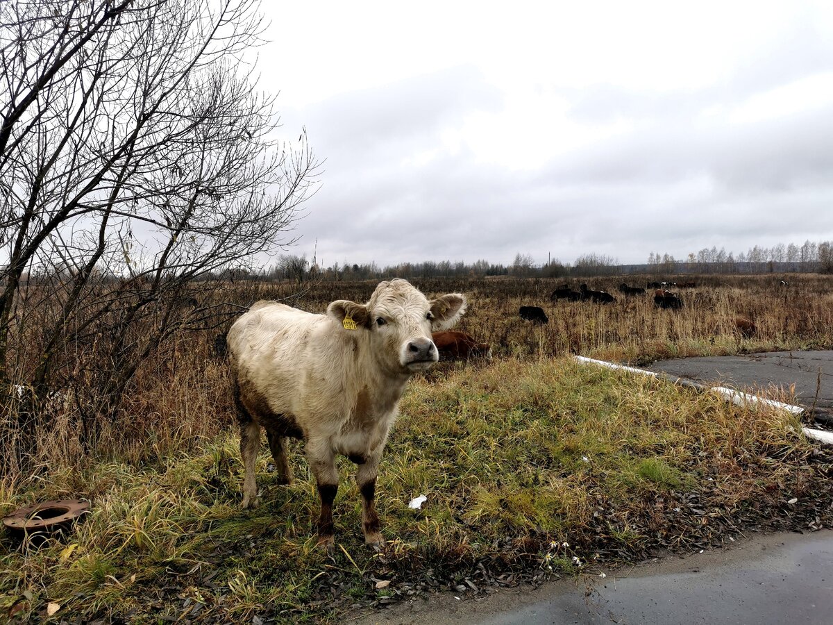 Не надо, а? Эта настырная бурёнка чуть не забодала машину, пока я её фотографировала. 