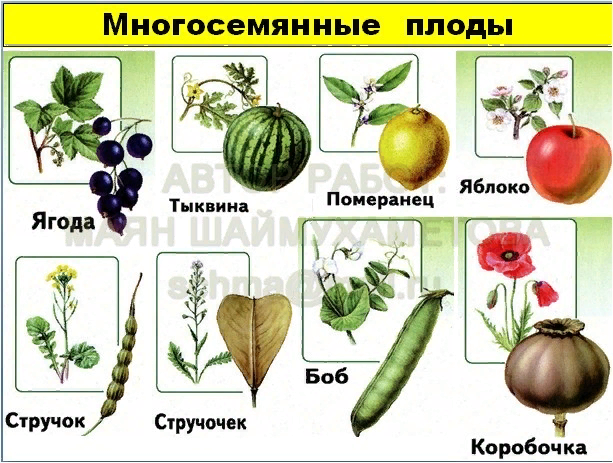 Сочные многосемянные плоды смородина. Многосемянные плоды ягода. Смородина многосемянной плод. Ягода односемянный или многосемянный плод. Сложные плоды.