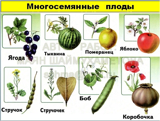 Подсолнух многосемянный или. Плод ягода или коробочка. Плод простой многосемянный колокольчик. Костянка плод. Морковь односемянный или многосемянный плод.