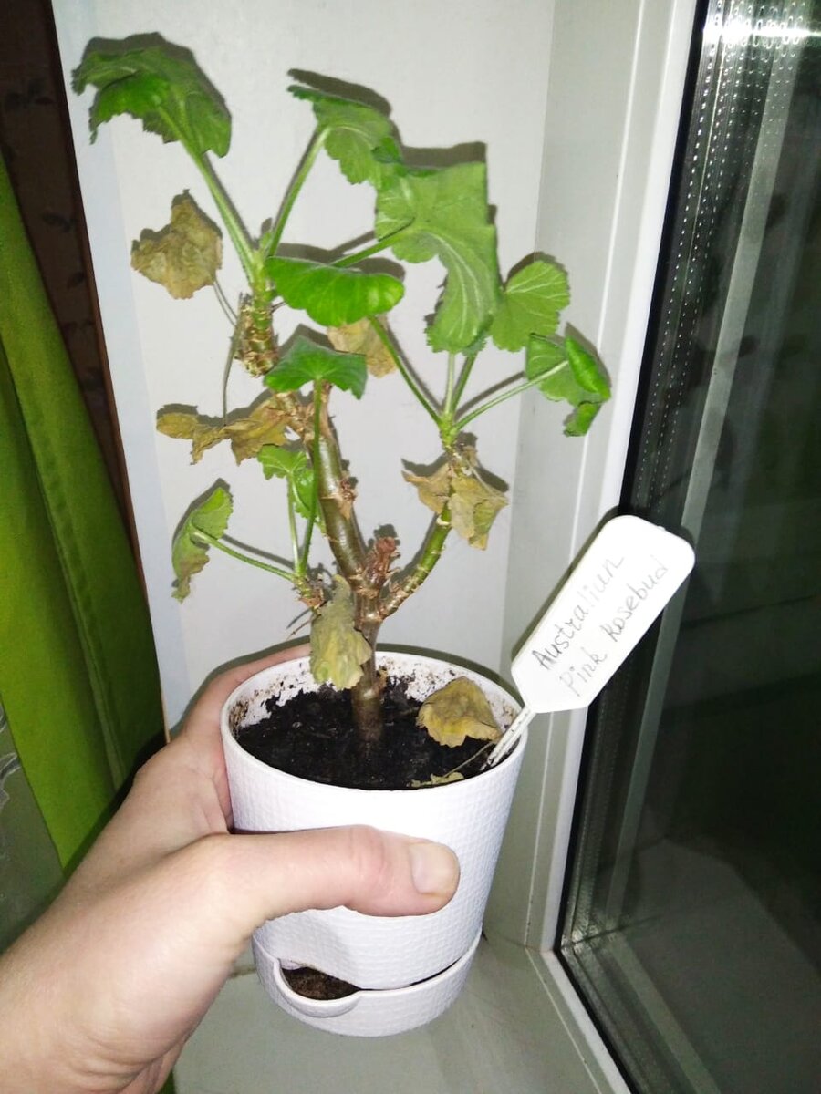 Розебуд Australian Pink Rosebud. Живёт у меня уже 2 года и в таком виде выглядит зимой.