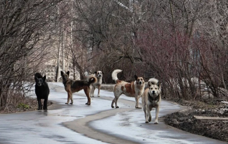 Фото в свободном доступе интернета...