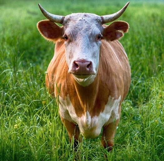 Коро́ва — отелившаяся самка крупного рогатого скота, то есть домашнего быка. Прежде чем стать коровой, самка быка является тёлкой, после оплодотворения до первых родов она называется нетелью.