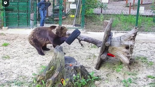 Медведь Мансур спасает покрышку от бесцельного существования😃🐻