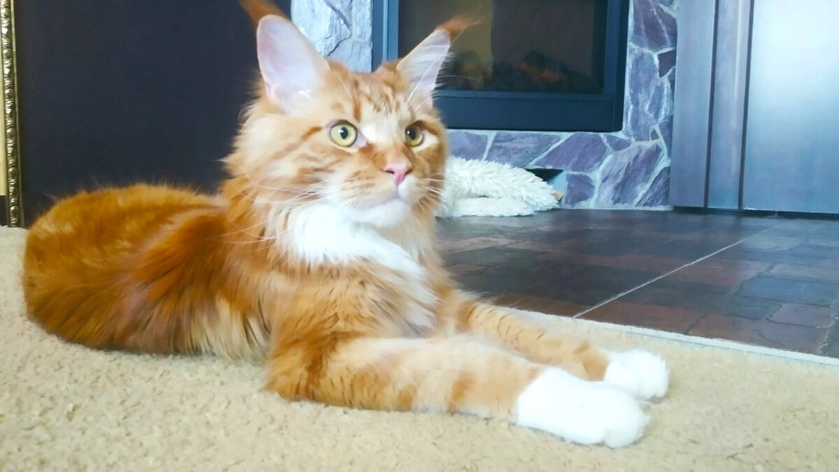 Мейн кун Степа.