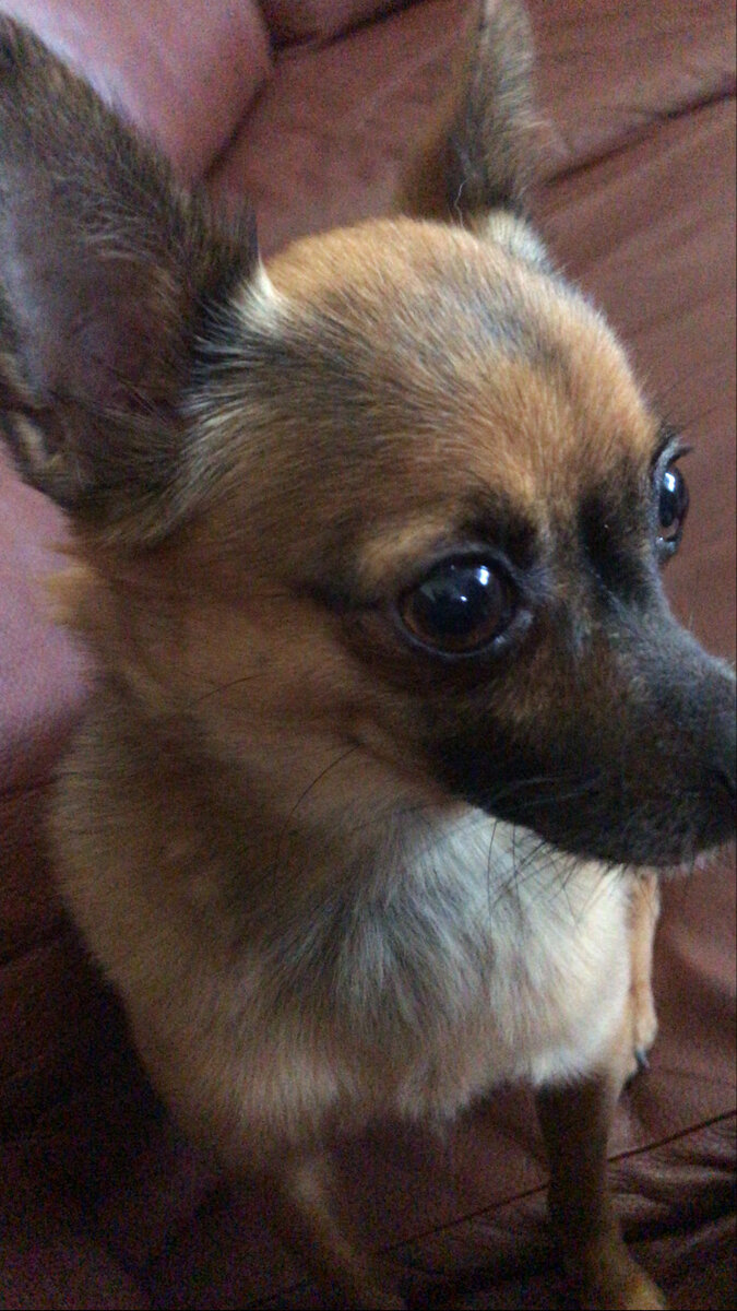 Никита на любимом диване