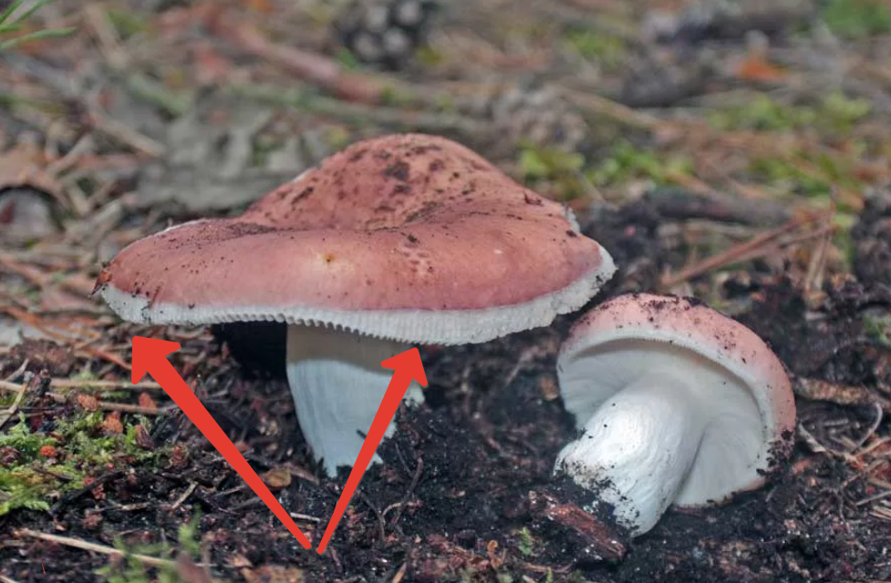 Гриб целиком. Russula vesca – сыроежка пищевая. Сыроежка съедобная (Russula vesca).. Руссула гриб. Сыроежка лайковая гриб.