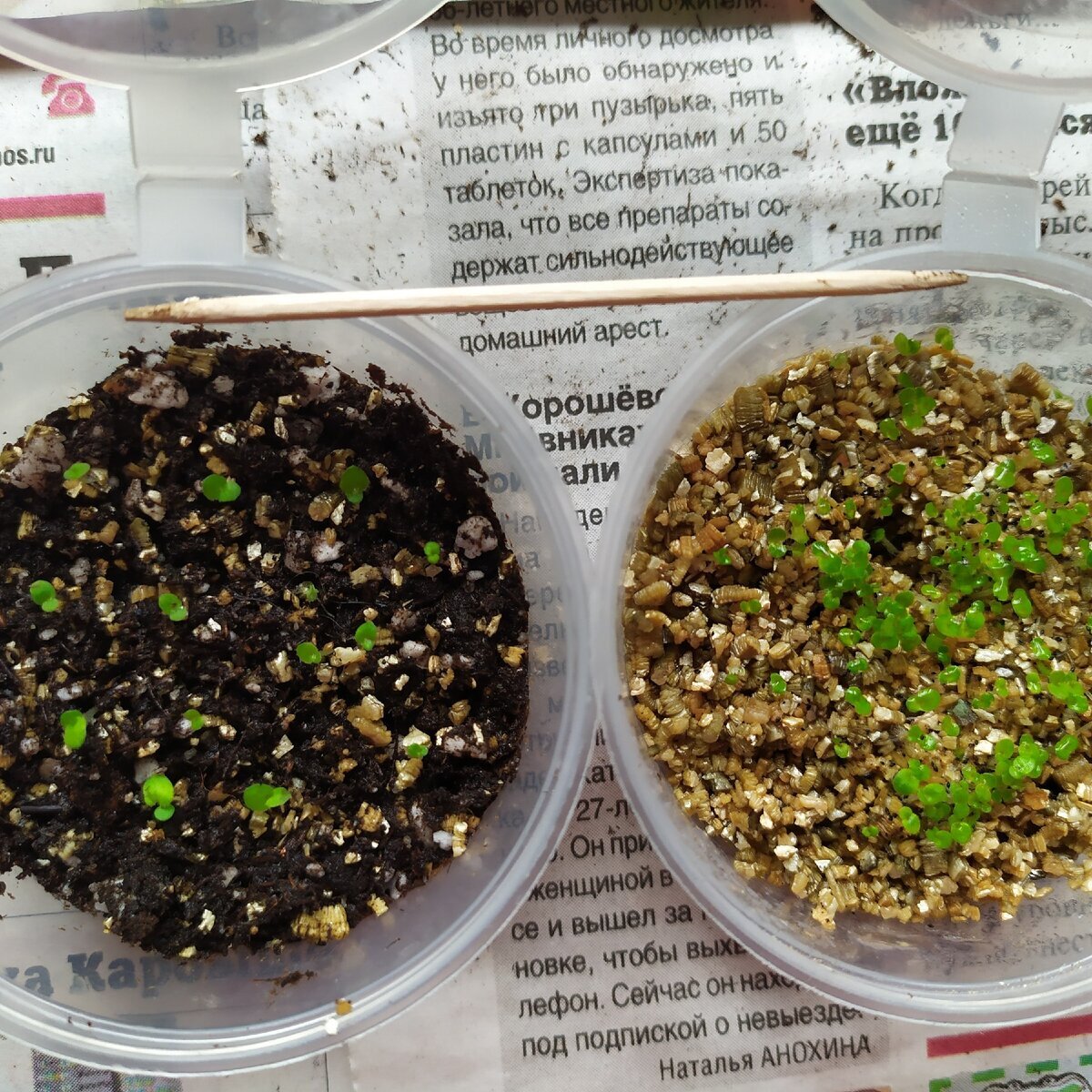 Первая пикировка