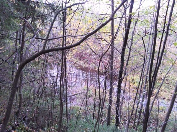 Лесная река 