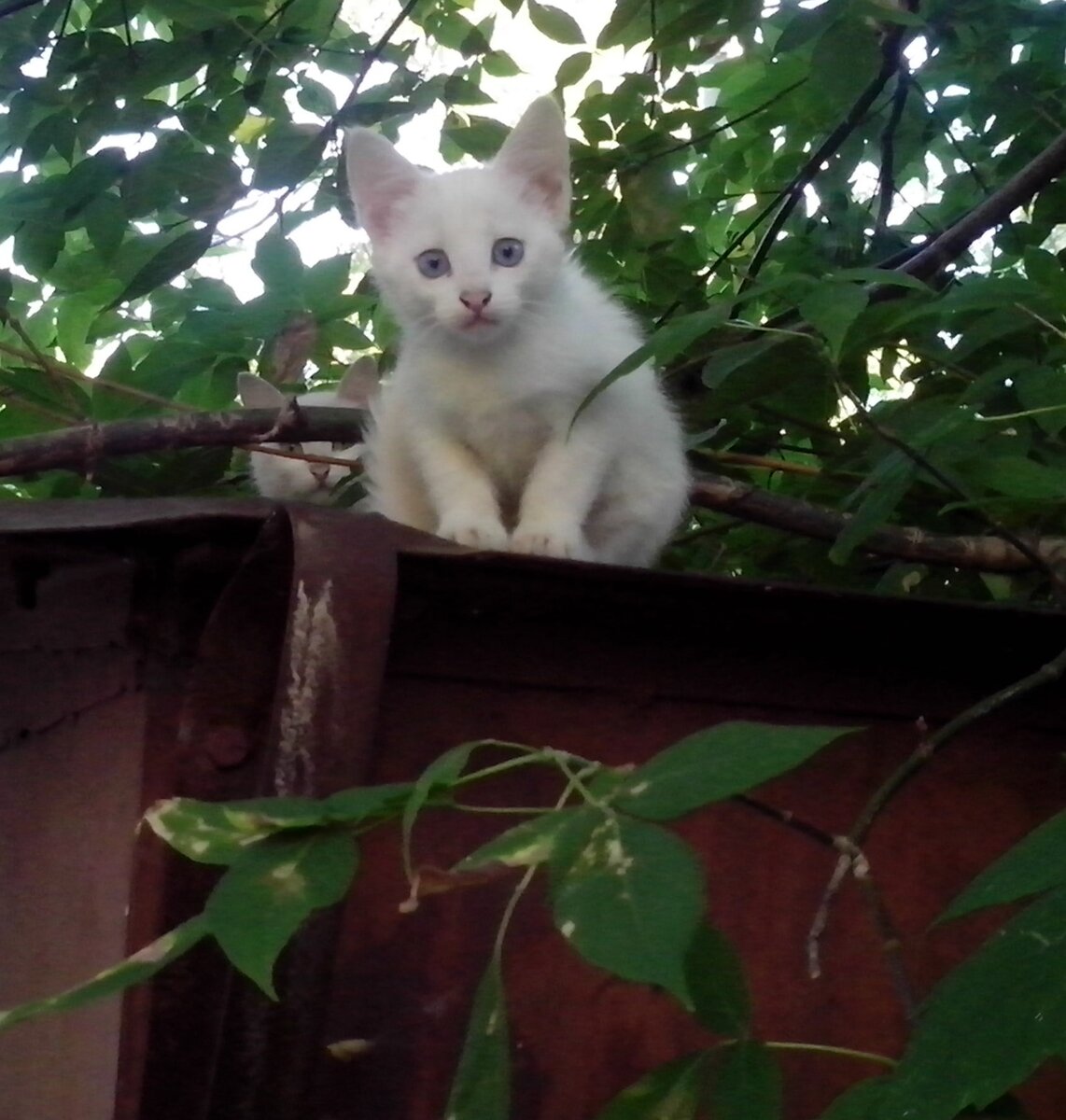 Маленькой кошечке интересно всё… (ул. Бекетова, Нижний Новгород).