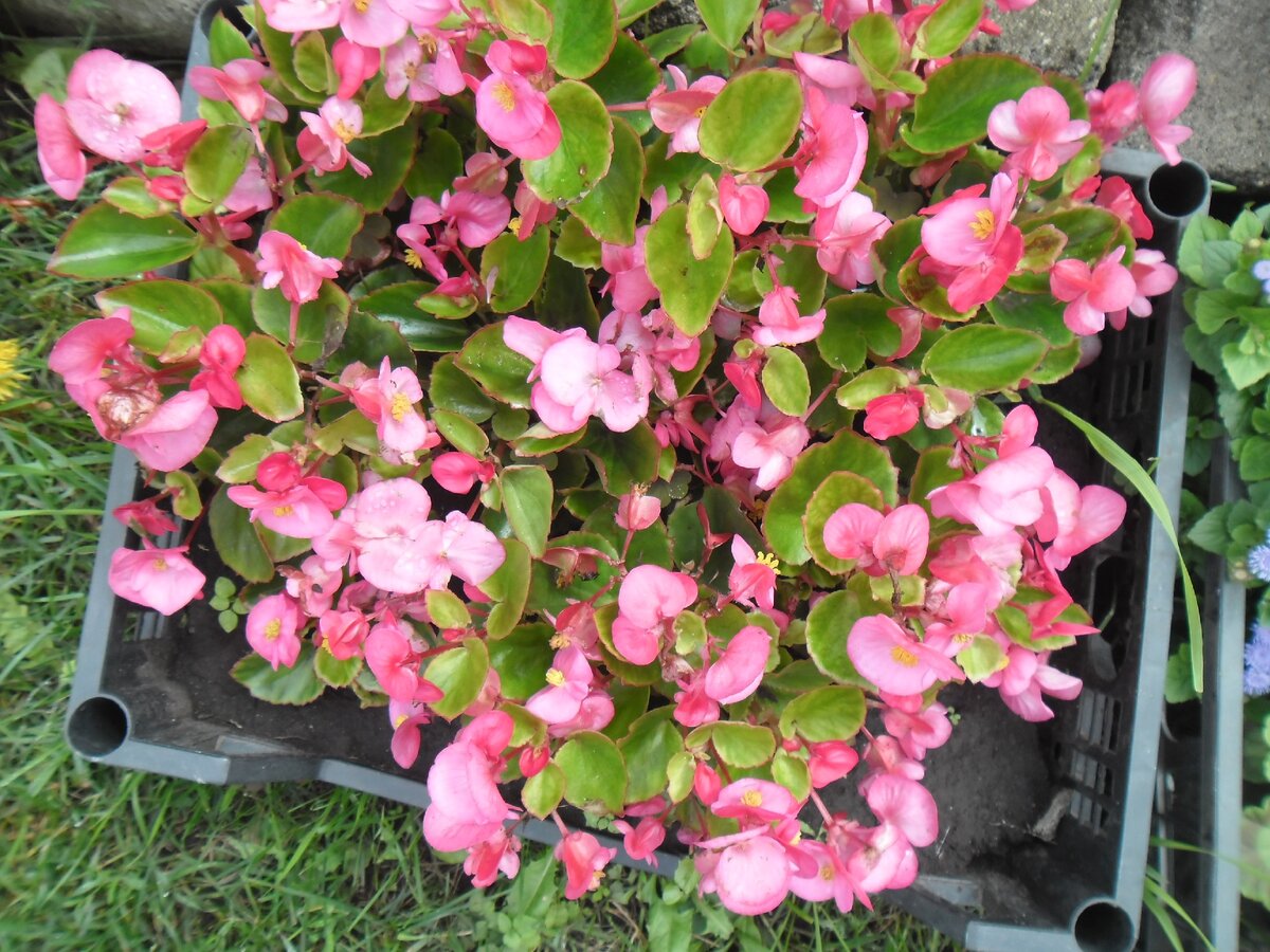 Бегония вечно цветущая, цветет все лето, аккуратное компактное растение, да же зимой в комнате цвела