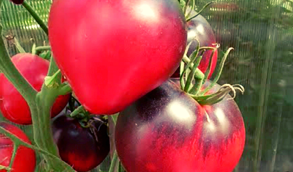 Сержант Пеппер 