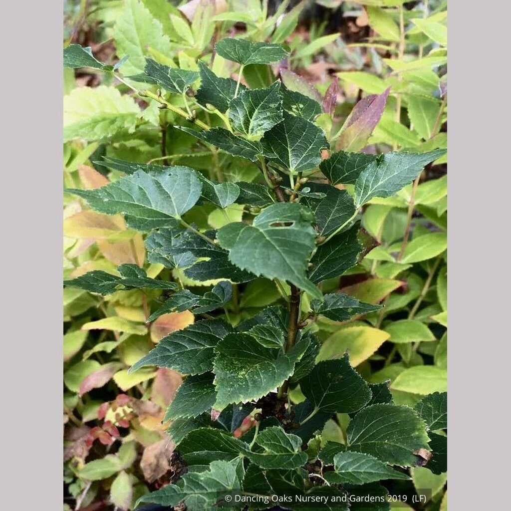 Сорта липы мелколистной (Tilia cordata) | Лесосад | Дзен