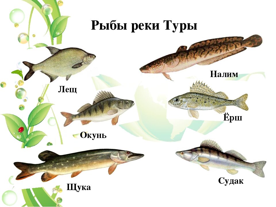 Какая рыба водится в озере. Рыбы которые обитают в реке. Какая рыба водится в реке туре. Речные рыбы России. Рыбы Тюменской области.
