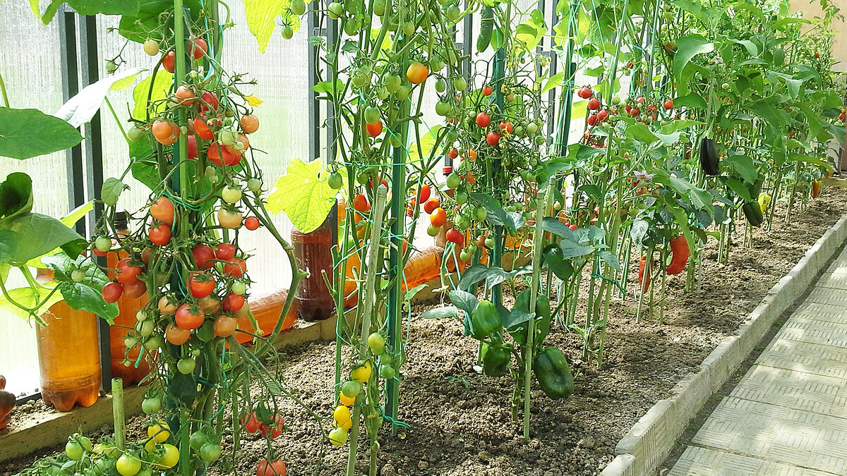 Как выращивать огурцы, помидоры и перец в одной теплице: секреты успешного урожая