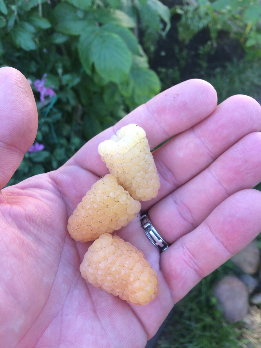 Желтая малина, малина 