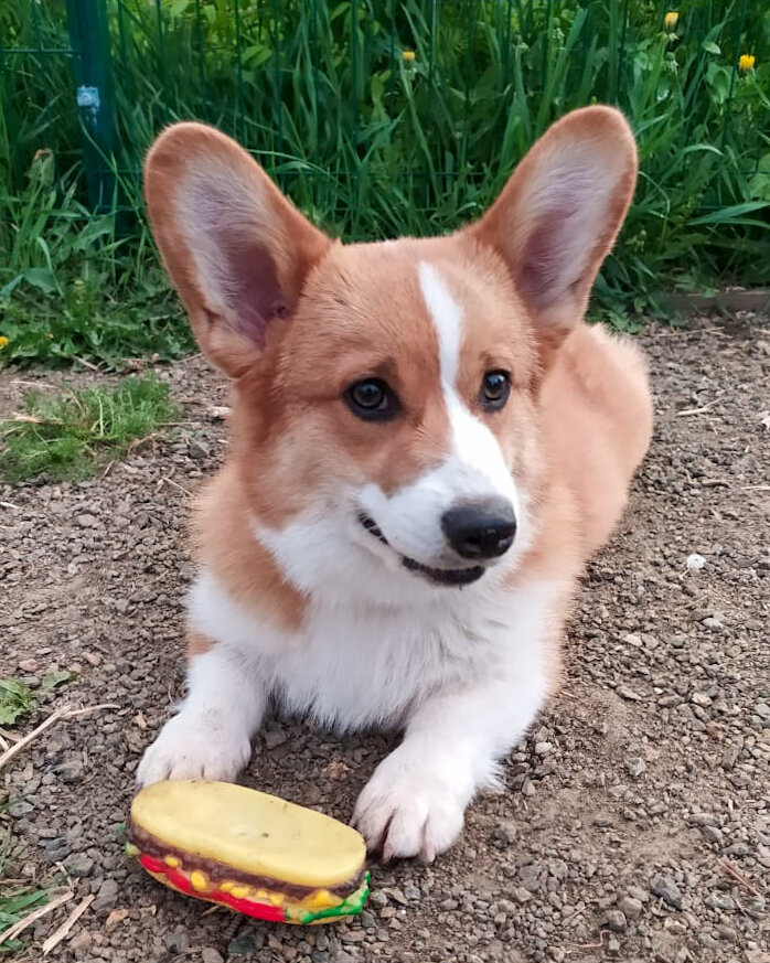 Пищащий сэндвич - обожаемая Мерлином игрушка. Прожила она, правда, совсем недолго - от силы неделю