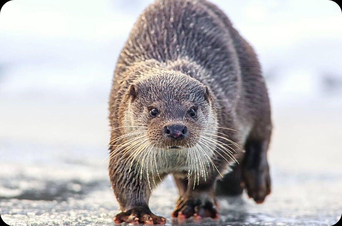 Фото находится в свободном доступе. Взято из сети  Яндекс