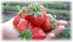 Садоводы предпочитают выращивать сорта ягод, которые регулярно дают урожай и пользуются большим спросом на рынке. К такому сорту относится клубника королева елизавета 2. Она была выведена не так уж и давно - в 2001 году американцами. На сегодняшний день эта ягода настолько популярна, что мало кто о ней не знает. Чем же завоевана такая любовь?