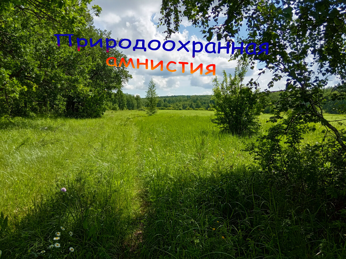 Сколько еще будет амнистий...
