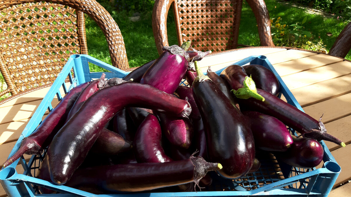 Фото автора.