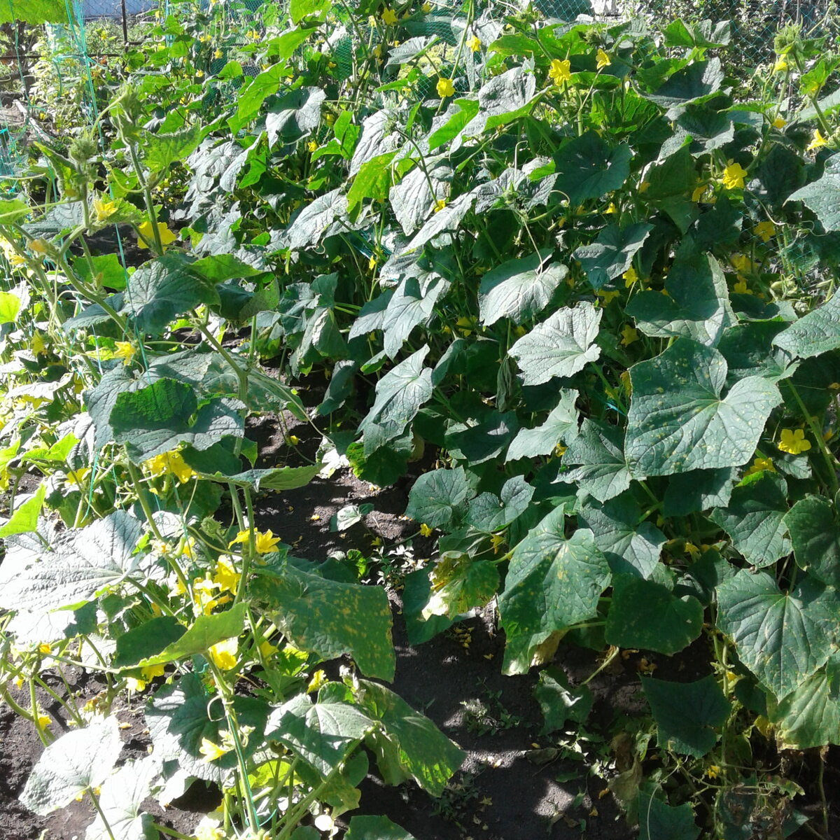 Такая густота приводит всегда к болезням