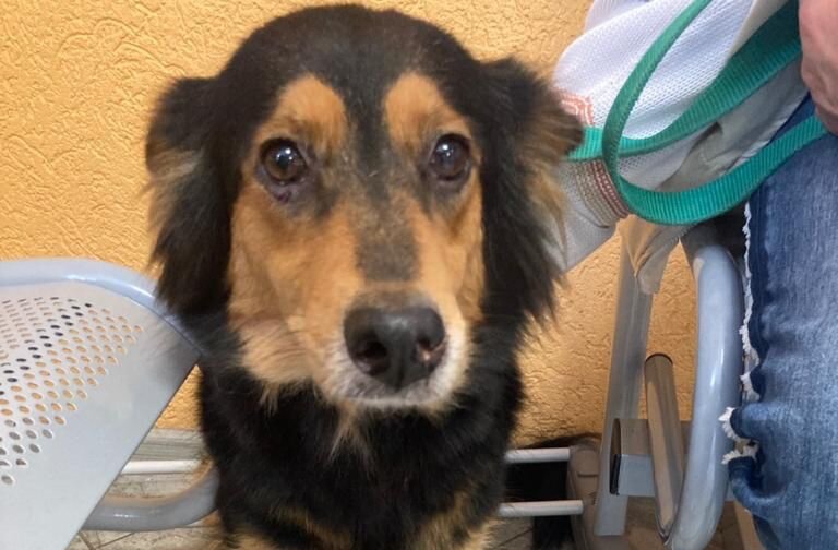 Такой встретили Чику и сразу поехали в клинику. Сдали анализы, сделали УЗИ