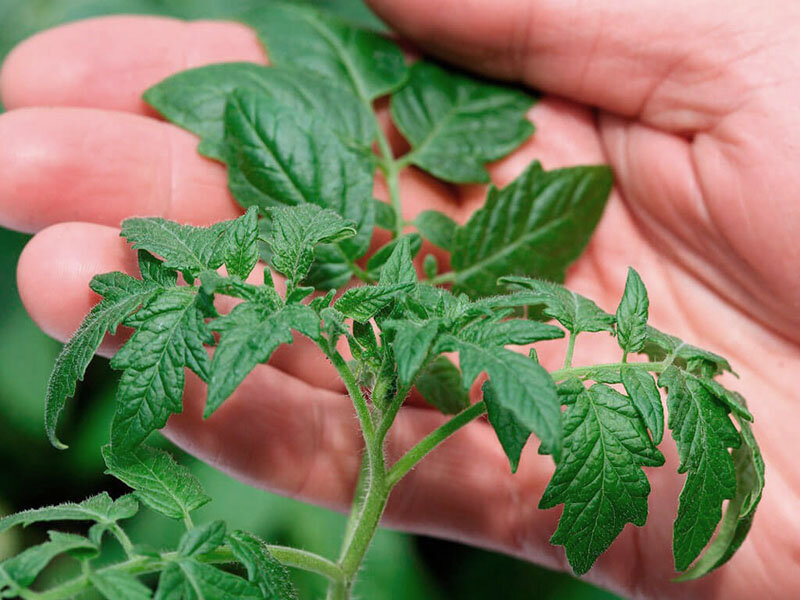 Как вырастить рассаду помидор