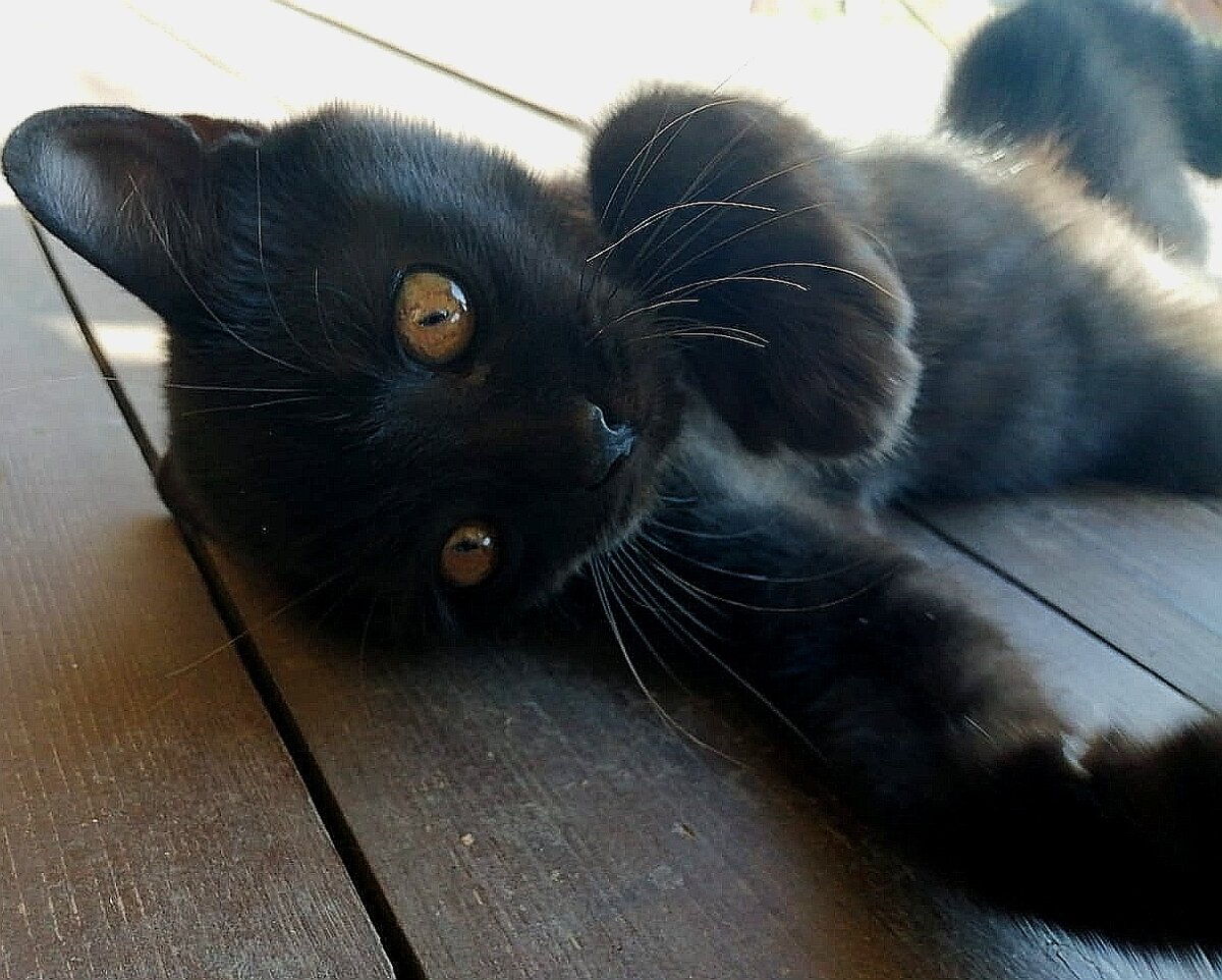 Девочку оставили себе. Сейчас ей уже 5 месяцев