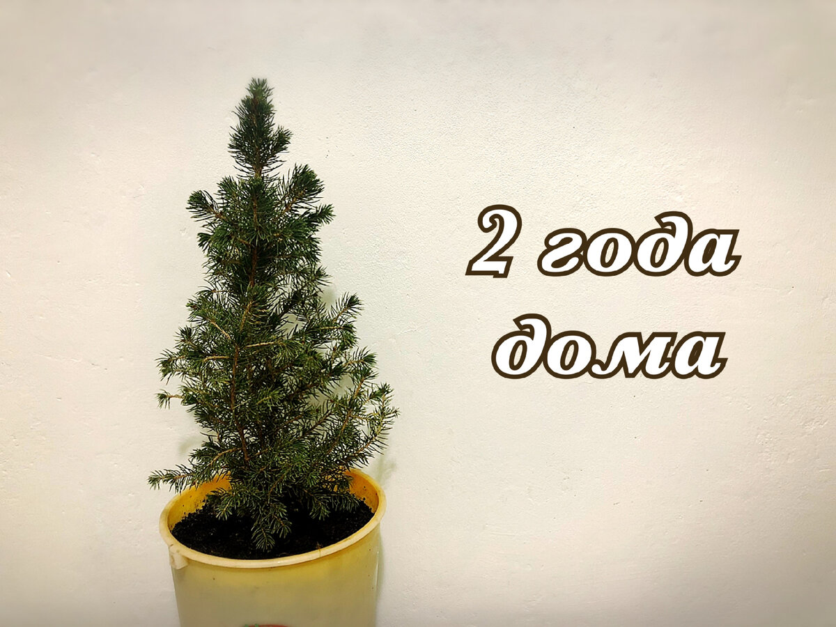 2 ГОДА ДОМА Елочка Picea glauca Conica / Пицея глаука Коника / | Счастливая  Улитка | Дзен